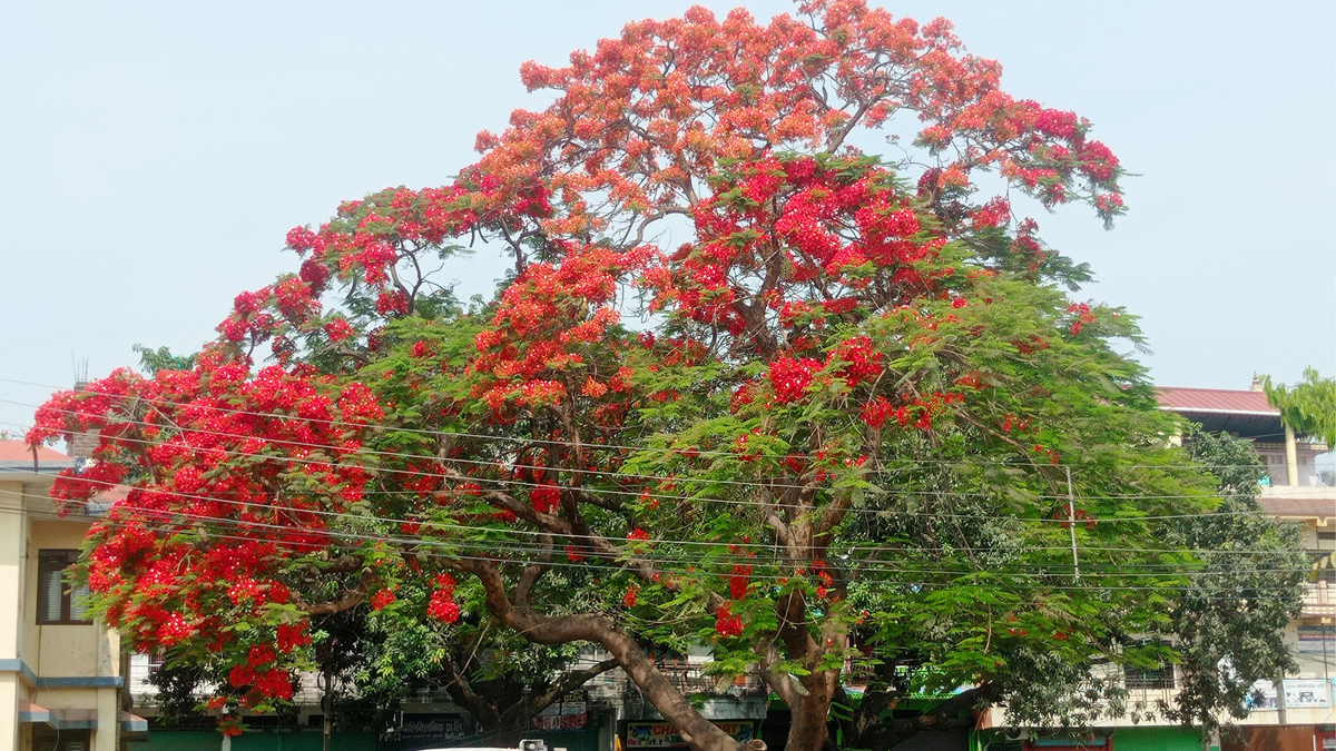 ढकमक्क फुलेको शिरीषको फूल